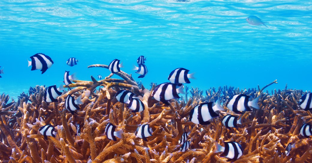 Coral reef in South Ari Atoll in the Maldives