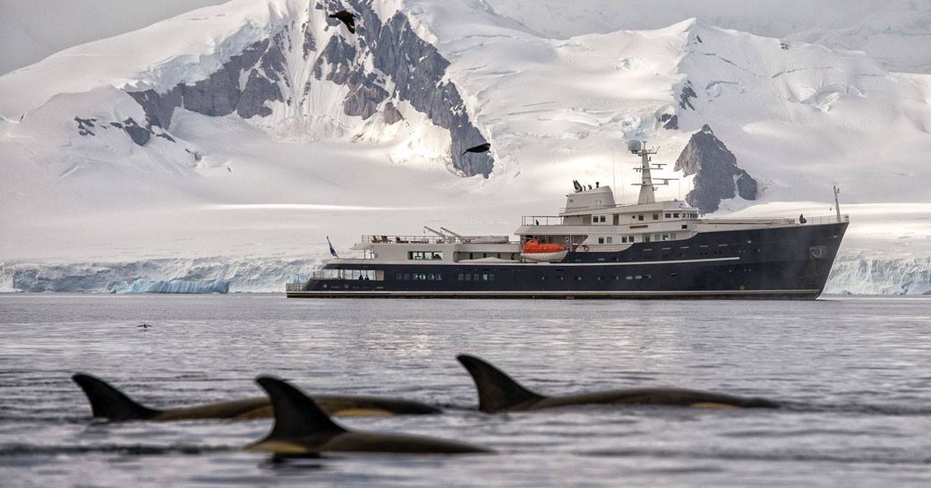 dolphins swim nearby expedition yacht LEGEND while on a Norway yacht charter