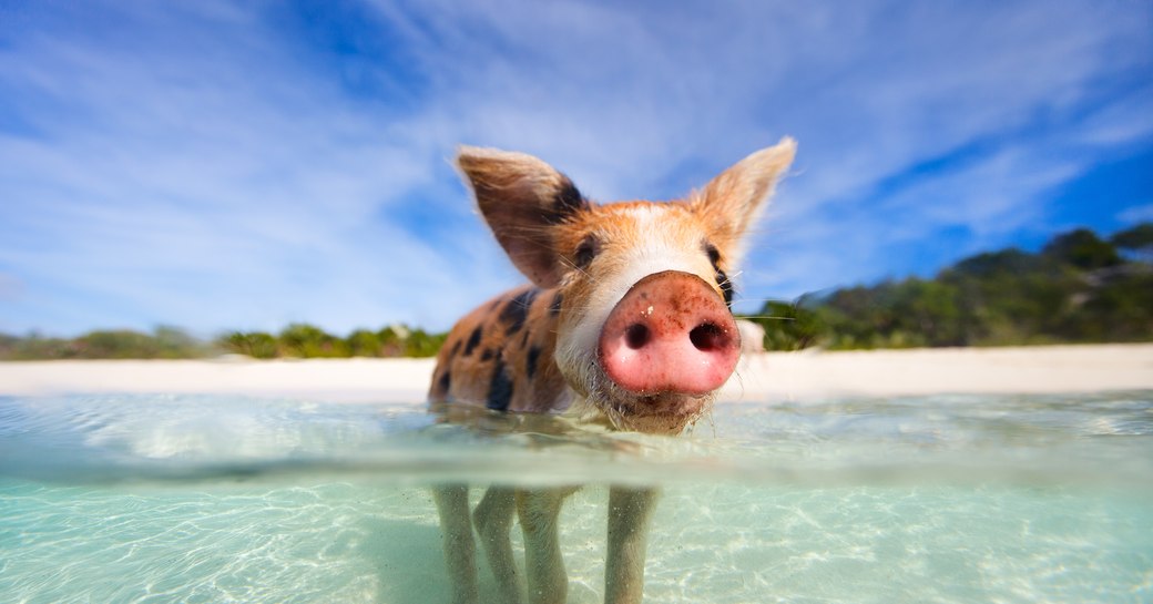 Swimming pigs in the Bahamas