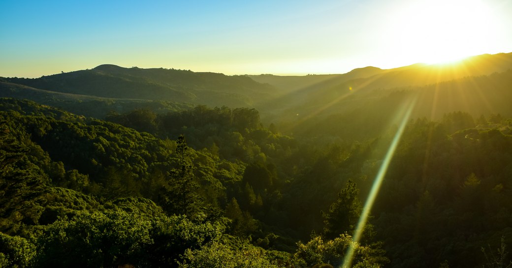 Muir woods in California