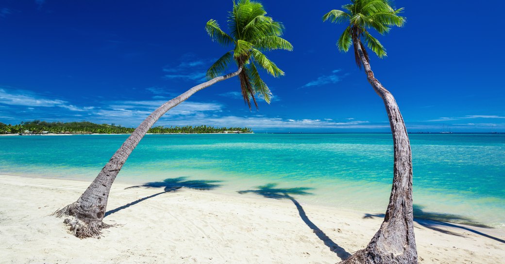 fiji beach trees