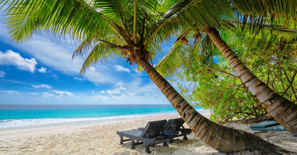 beach in the bahamas white sand with palm trees