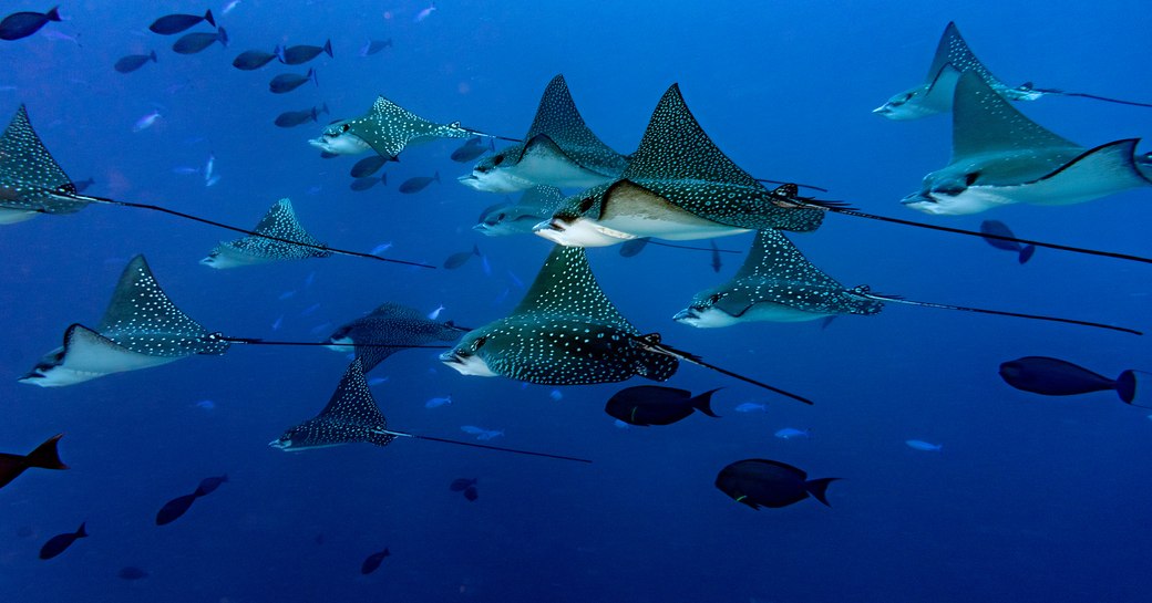 Flying manta rays in the azure waters of the Maldives