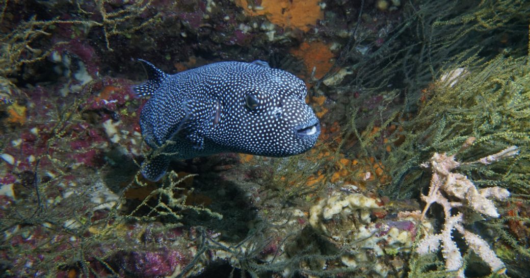 A small blenny peeks out in Cousin's Rock, Galapagos