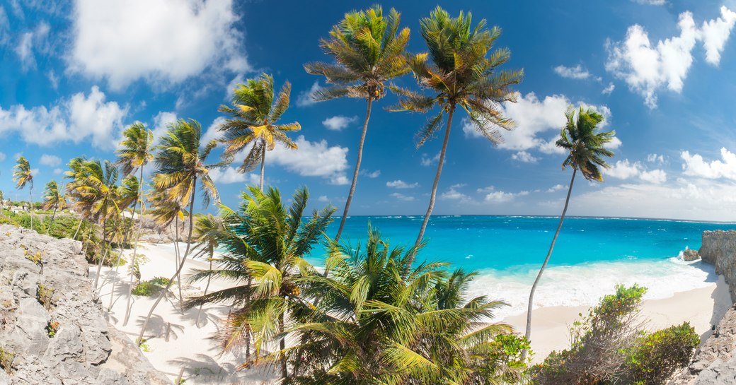 beach in the caribbean, with palm trees in forgeound and ocean and sandy beach in backkground