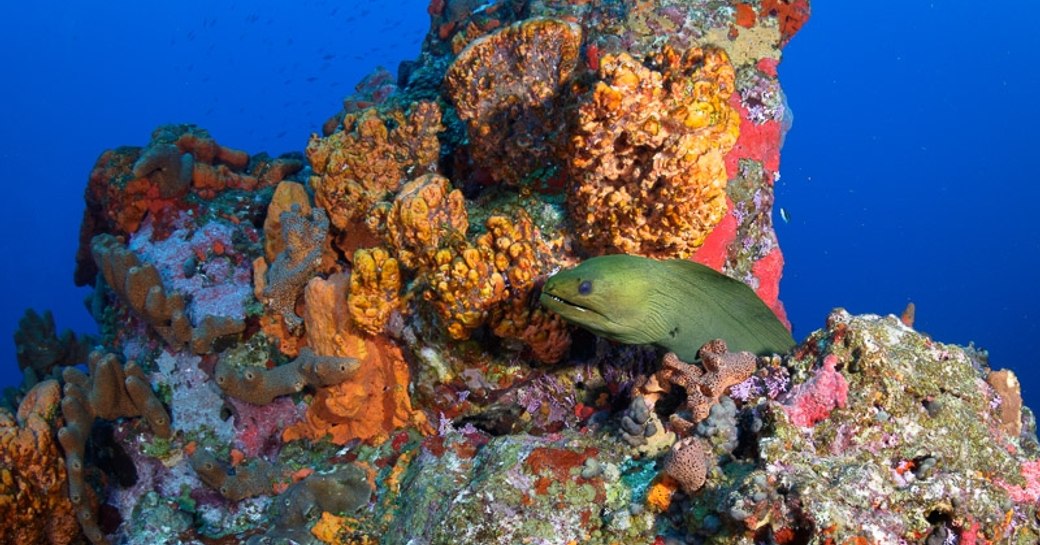 Moray eel pokes his head out of the Eye of the Needle dive spot in Saba, Caribbean