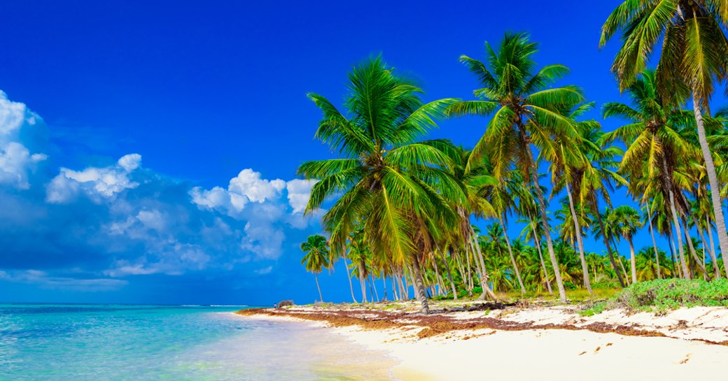 white sand beach lined with palm trees and lapped by turquoise waters in the Caribbean