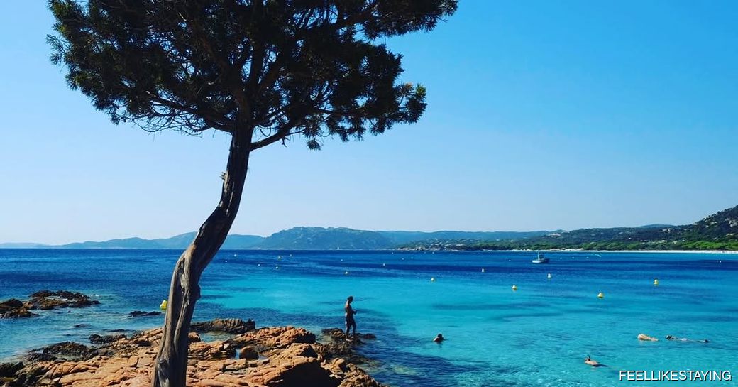 Palombaggia Beach, water and tree