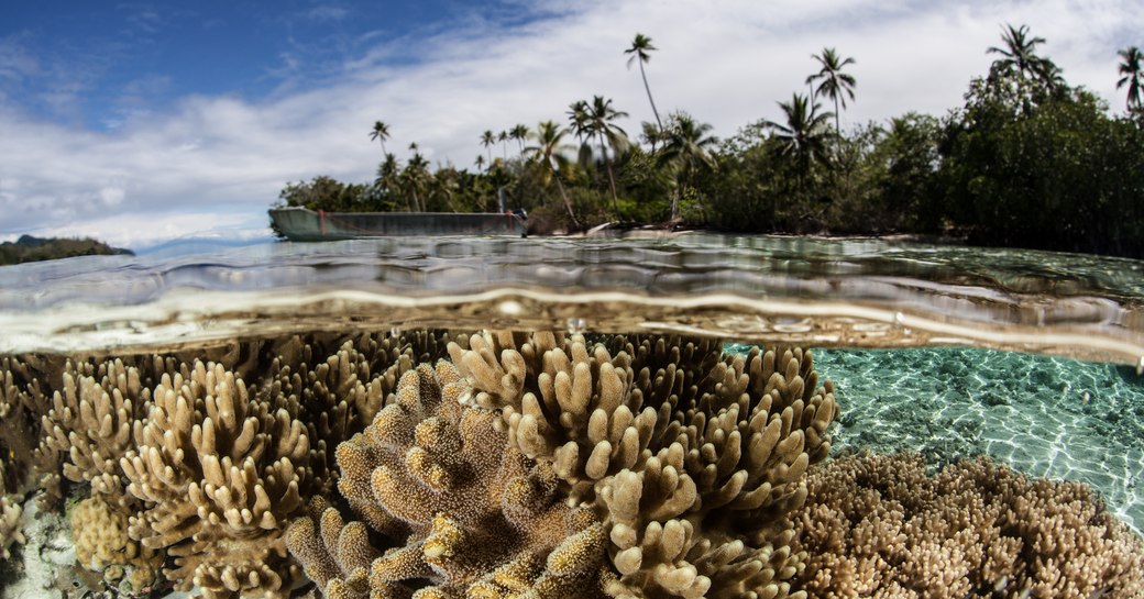 Soft leather corals compete for space to grow, for sunlight, and for planktonic food on a shallow coral reef in the Solomon Islands