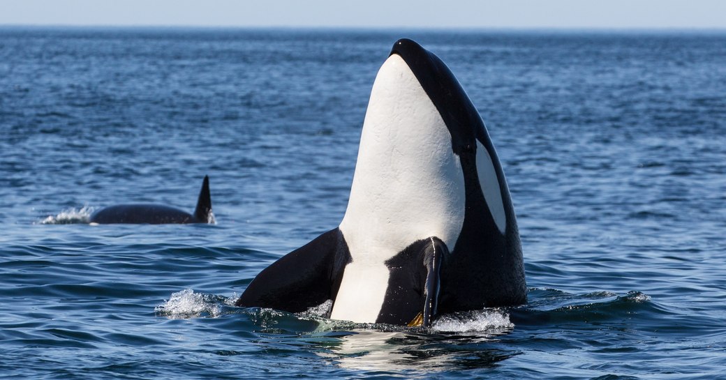 orca breaches the water in norway