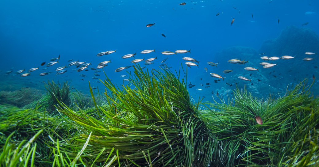 Seagrass posidonia