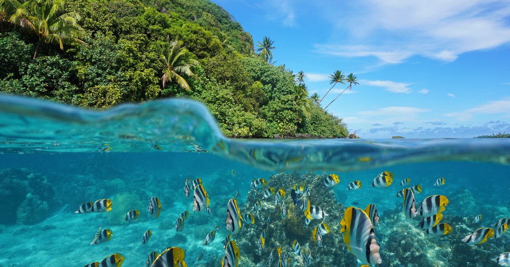 Shoal of fish in Tahiti