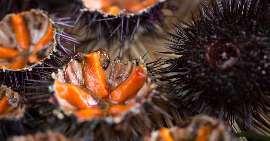 sea urchins are a French speciality