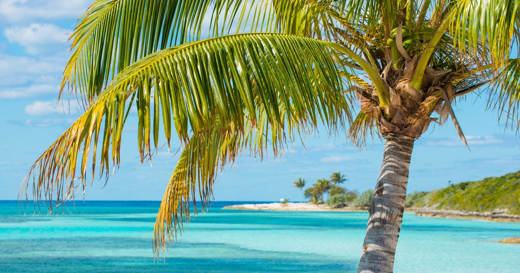 Palm tree and clear blue sea on Berry Islands in the Bahamas