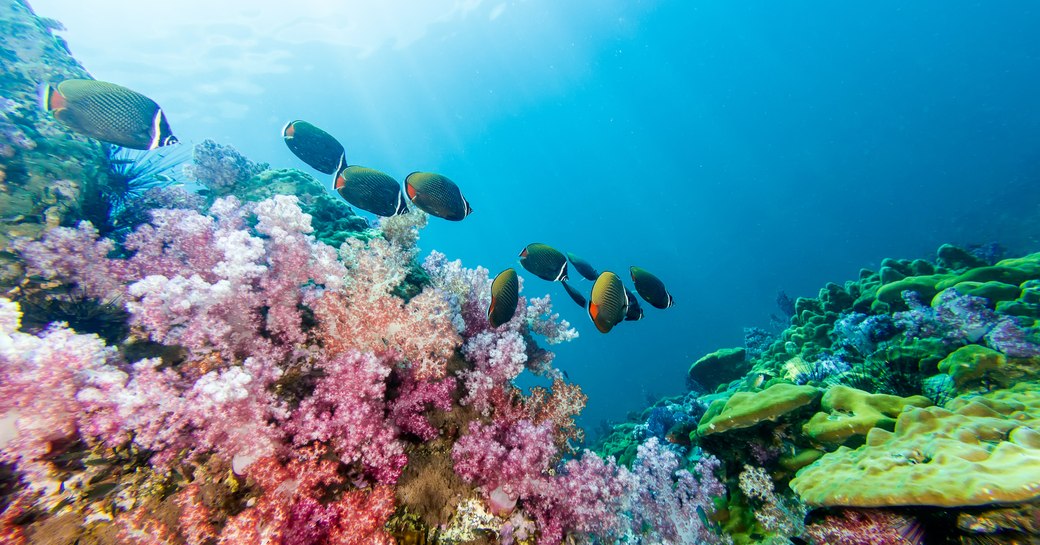 Coral reef Indonesia