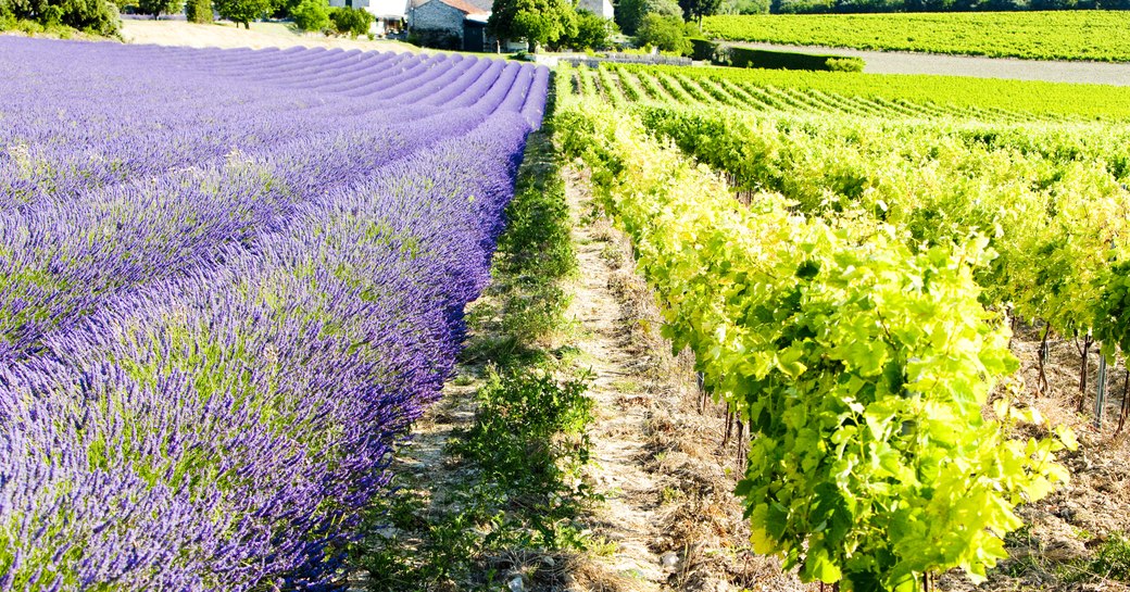 vineyard in provence