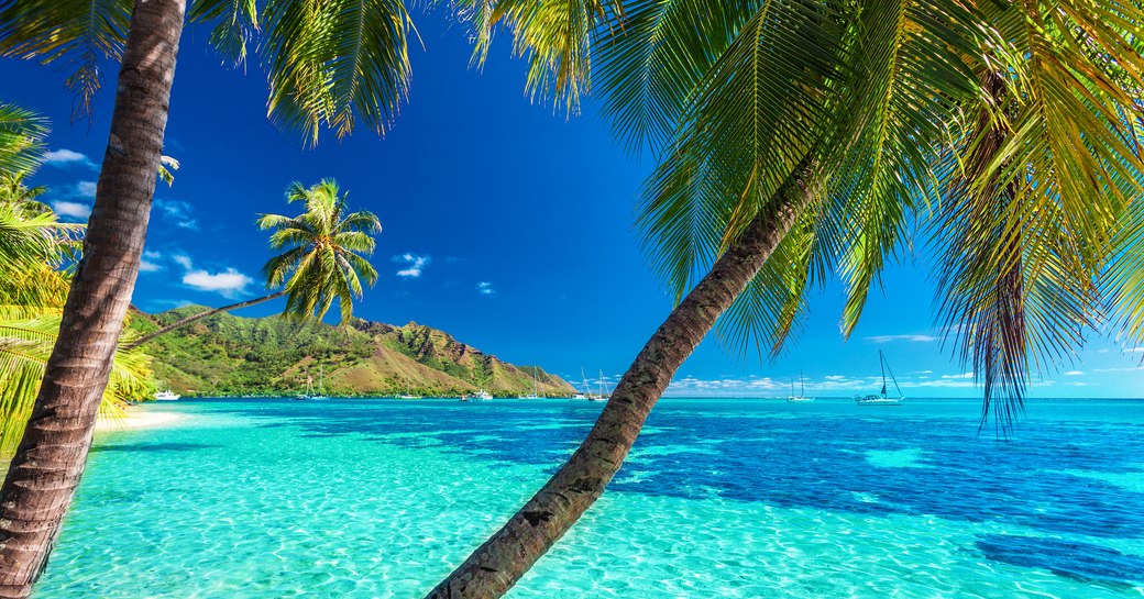 yachts in beautiful anchorage surrounded by green land and palm trees hanging over the water in Tahiti, French Polynesia