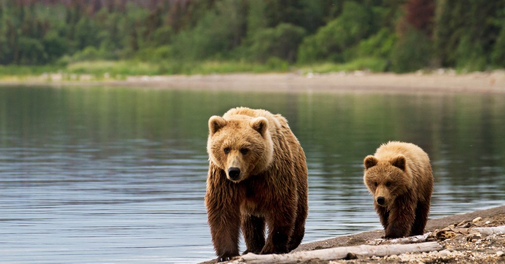 two bears walk along the river in alaska, with pine forest in background