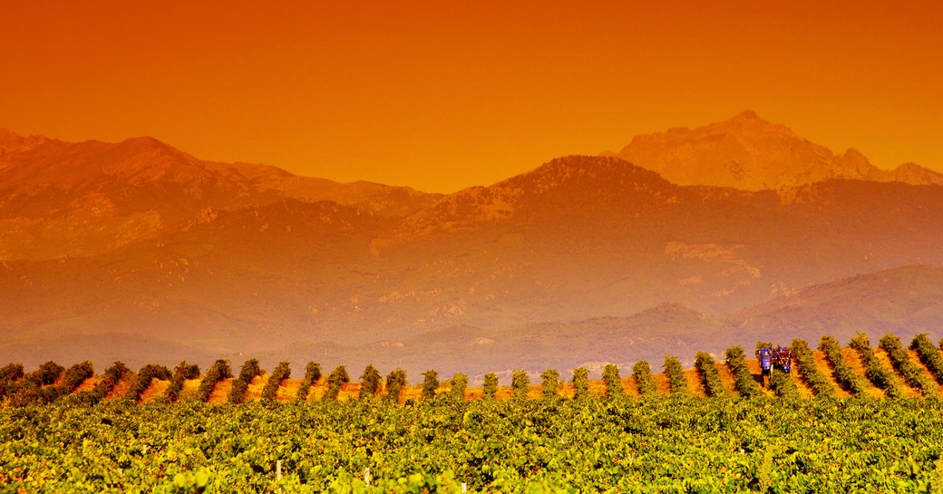 Green rolling vineyard's with red misty mountain backdrop in Corsica