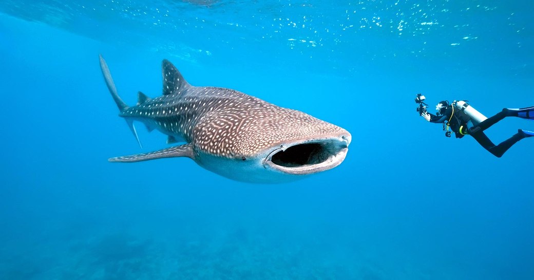 man swims next to whale shark off the coast of Thanda Island