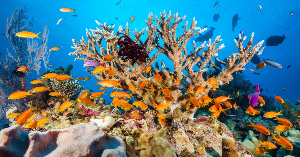 Great Barrier Reef coral reefs