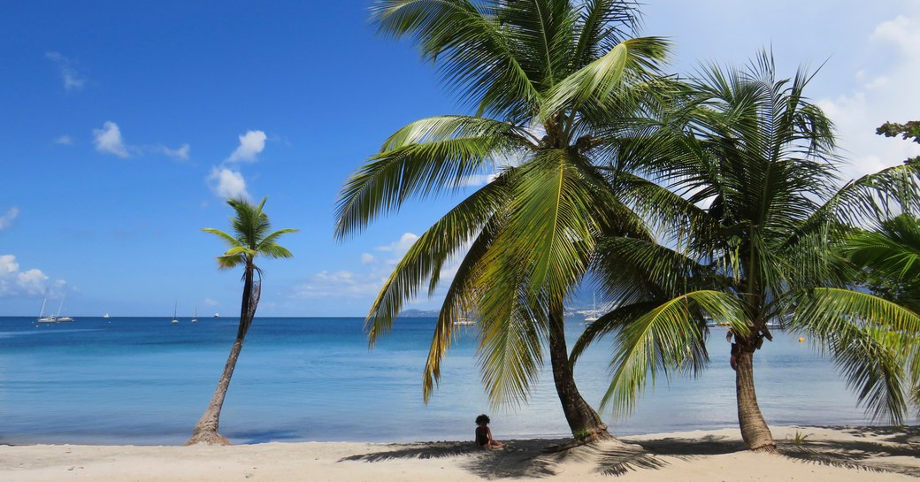 large and waving palm trees on the white sand scoasts of the bahamas