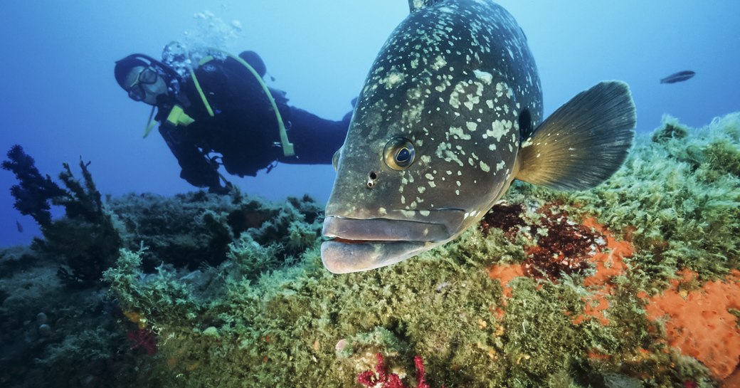 Stintino dive spot in Italy