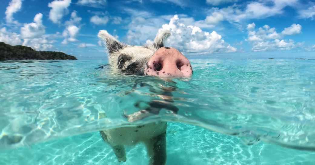 pig swimming in shallow blue sea of the exumas close to big major cay, a popular yacht charter destination