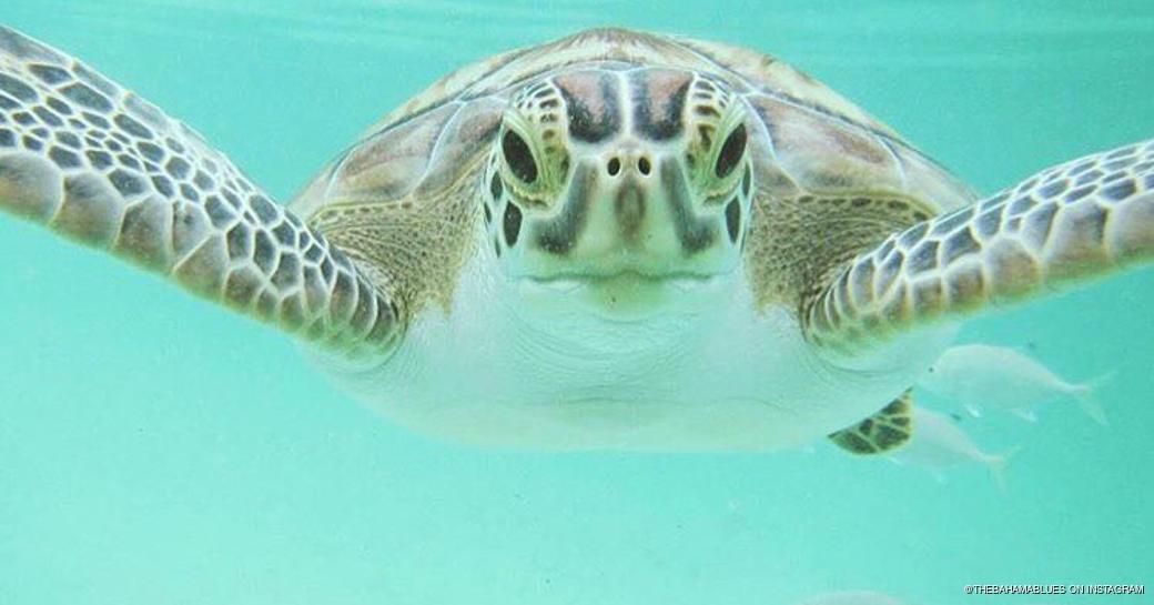 Close-up of turtle swimming with fish in Manjack Cay's turquoise water 