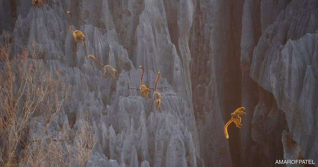 Tsingy De Bemaraha National Park National Park lemurs