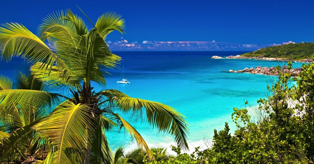 Seychelles coastline and palm tree