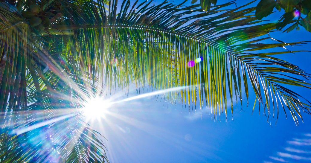 palm tree in the British Virgin Islands backed by beautiful blue skies