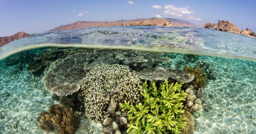 Komodo islands clear water with coral reef