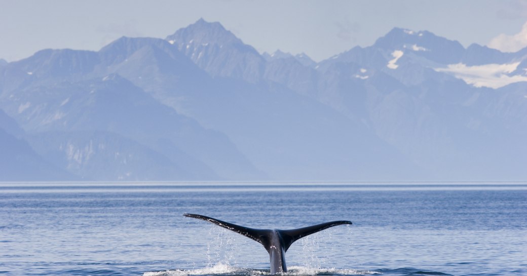 discover Alaska's whales whilst chartering superyacht TALOS