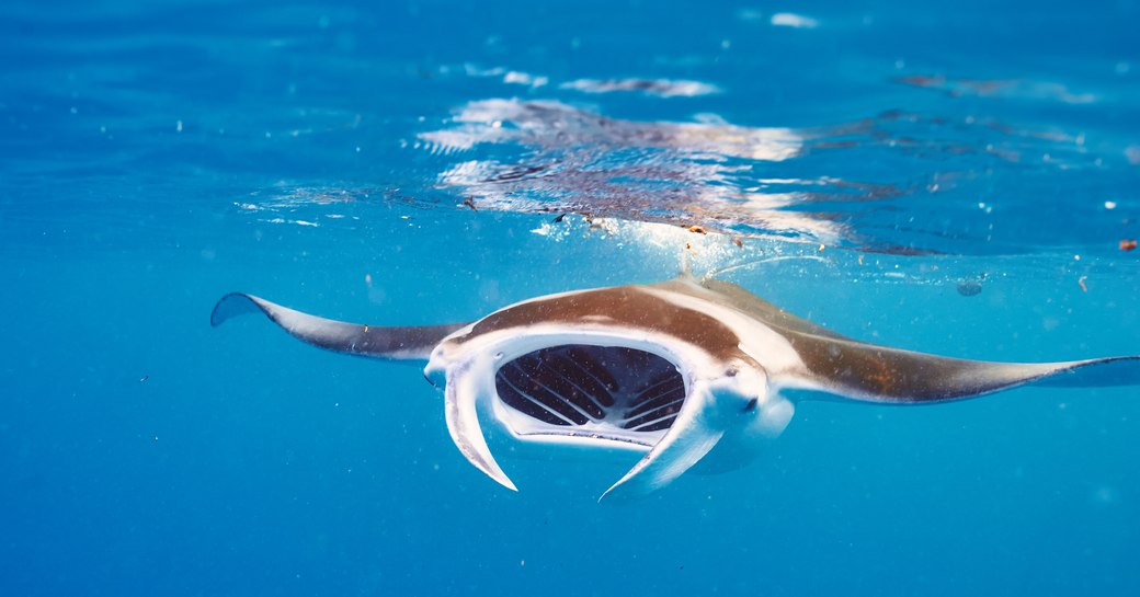 manta ray swimming close to the surface in the maldives