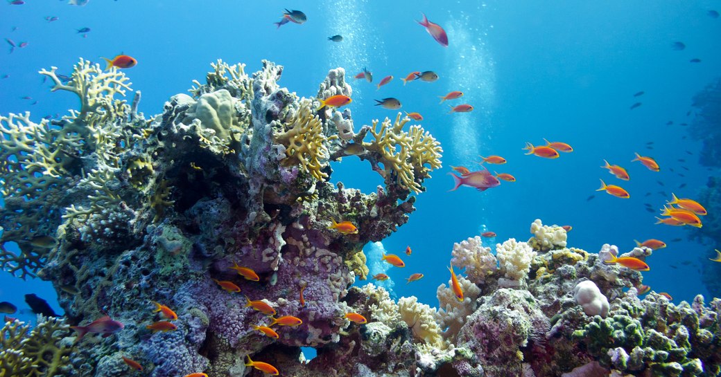 Colorful reef in Isla Espíritu Santo, Mexico