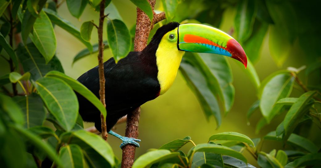 costa rica toucan