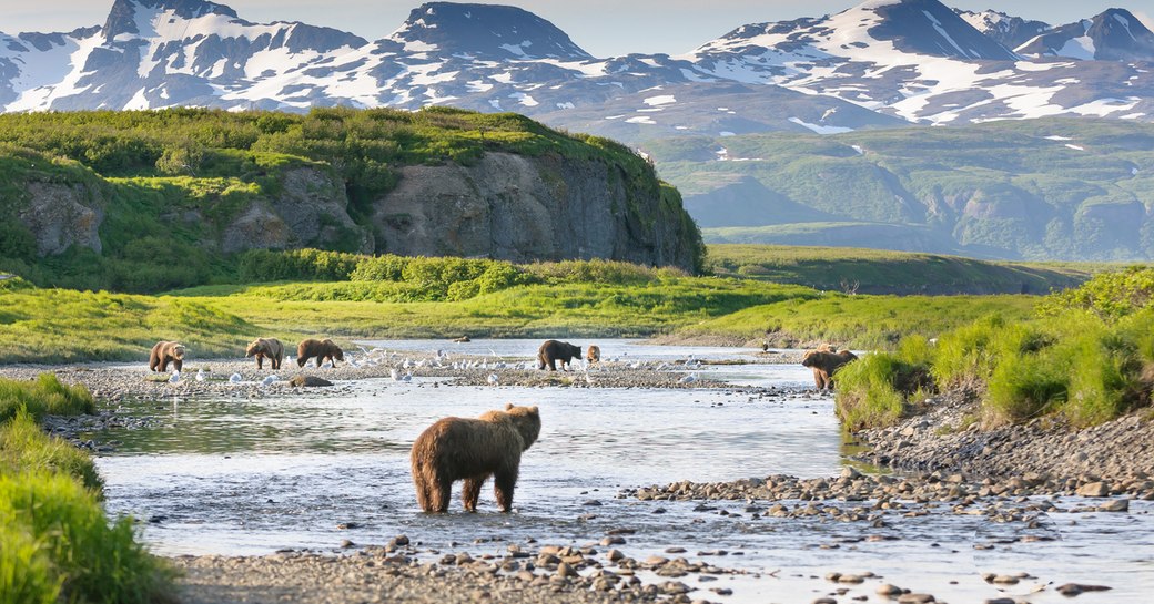 bears in the shallow waters of alaska