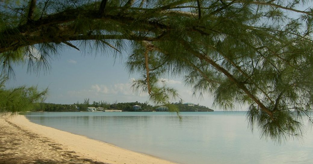 Tree overhanging Ten Bay Beach in the Bahamas