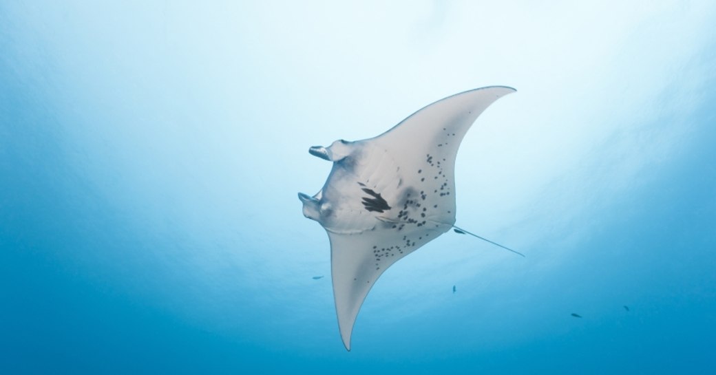 See stingray's gliding in the waters of Tortola