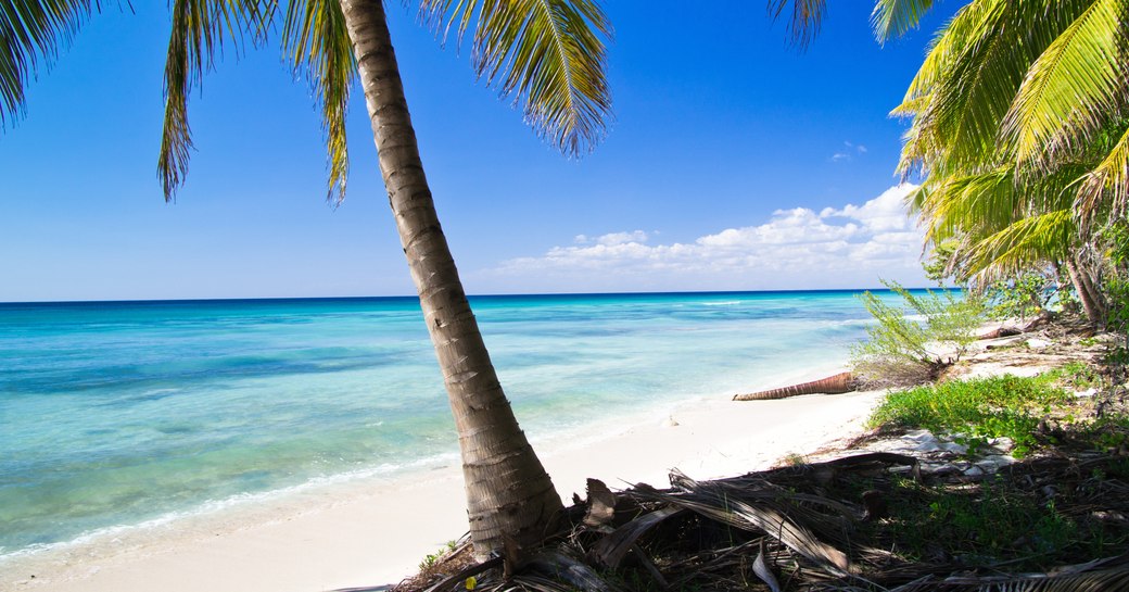 Caribbean beach as seen from the sand with palm tree in foreground and blue sea beyond