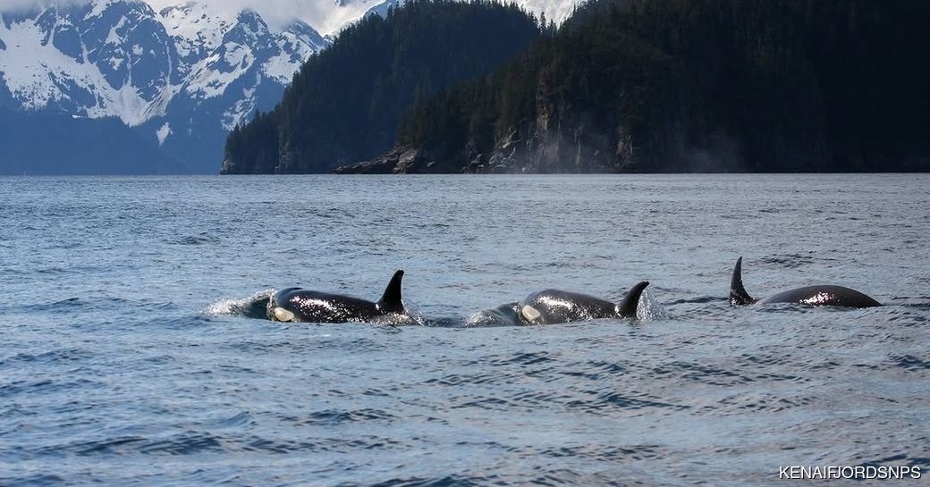 Three orcas in the foreground with a mountainous coastline beyond