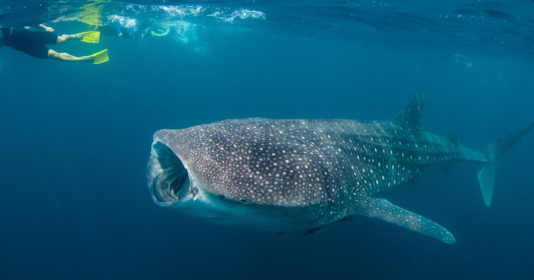 whale shark underwater with is mouth open, with scuba diver near surface of the sea