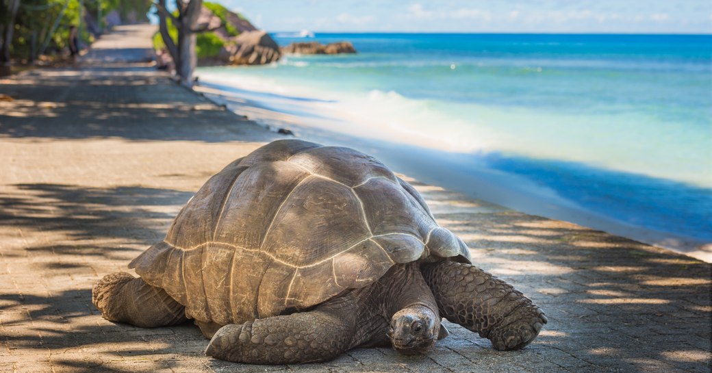 Turtle on beach in the Seychelles