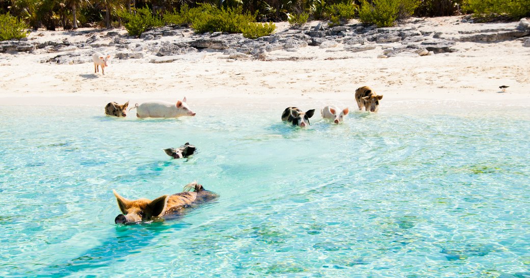 bahamas swimming pigs