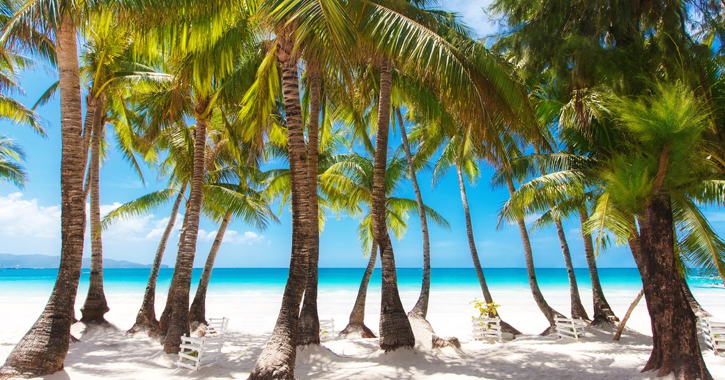 Palm trees in the Bahamas