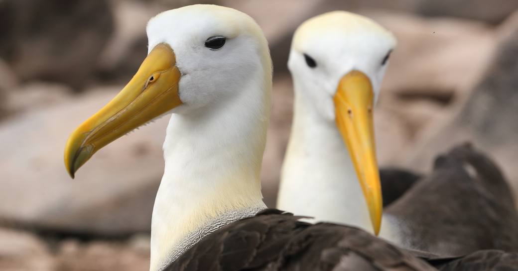 A pair of Waved Albatrosses on Espanola Island, Galapagos