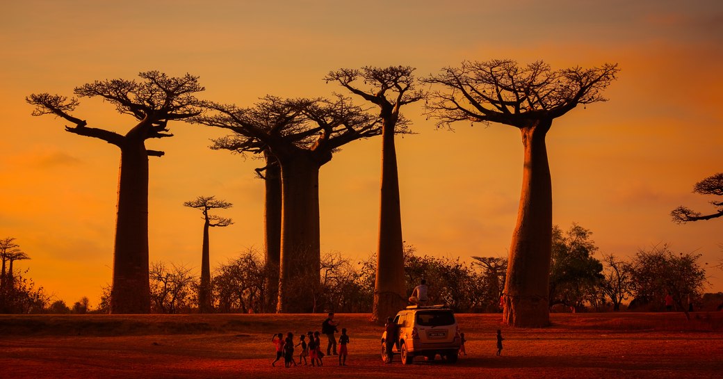 Four thick trees cast their outline against a sunset