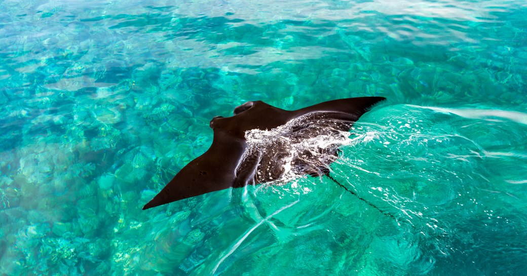 Manta ray at Manta point Komodo islands