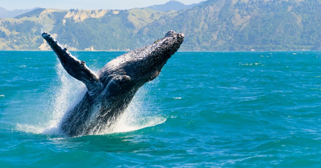 Massive humpback whale playing in water